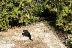 ANA VINKOVIĆ - Slagalica u vrtu, 2017., fotografije-triptih, 39x22cm