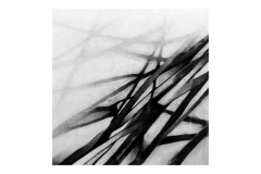 DUJE MEDIĆ - Brada, 2016., crtež: olovka na papiru, 50x50cm