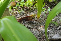 Maldivi
