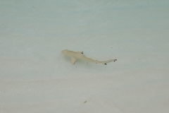 Maldivi