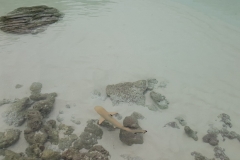 Maldivi