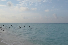 Maldivi