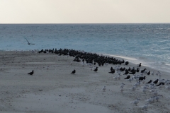 Maldivi