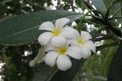 Maldivi