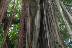 Maldivi