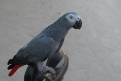 Maldivi