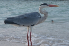Maldivi