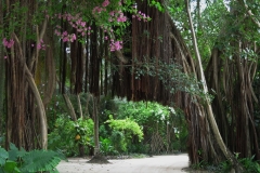 Maldivi