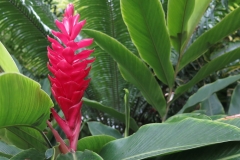 Maldivi