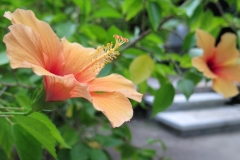 Maldivi