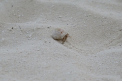 Maldivi