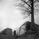 Roots (Vukovar, 2001.)