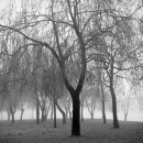 Trees In A Winter Fog - East (Zagreb, 1999.)