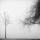 Trees In A Winter Fog - North (Zagreb, 1999.)