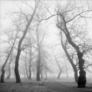 Trees In A Winter Fog - South (Zagreb, 1999.)