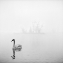 Young Swan (Zagreb, 1999.)