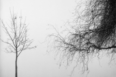 Max Juhasz - Trees in a Winter Fog - North;  CB fotografija,  60x60cm, 1999.